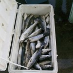 new-orleans-fishing-100-trout new-orleans-fishing-100-trout