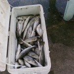 new-orleans-fishing-dick-and-debras-catch2 new-orleans-fishing-dick-and-debras-catch2